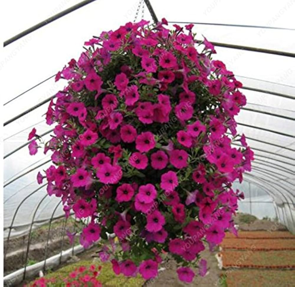 Petunia (flower Petunia hybrida Shock Wave Deep Purple) for planting in garden